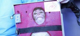iran space monkey full