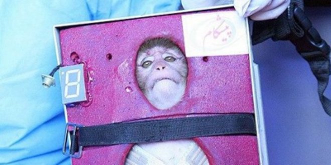 iran space monkey full