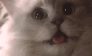White Cat Closeup Zoom Loop Cute Happy Tongue