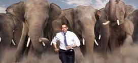 This is How Barack Obama Feels This Evening tweet elephants chasing Obama Republicans Take the Senate: Best Tweets from Election Night 2014