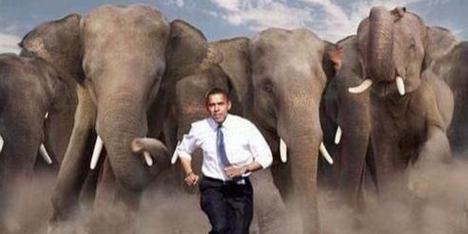 This is How Barack Obama Feels This Evening tweet elephants chasing Obama Republicans Take the Senate: Best Tweets from Election Night 2014