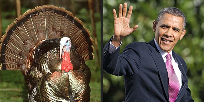 Thanksgiving Turkeys: The Worst of Democrats in 2014 awful terrible horrible Democratic politicians President Obama Hillary Clinton Harry Reid Mary Landrieu Mark Pryor Debbie Wasserman Schultz Joe Biden Jonathan Gruber Nancy Pelosi Susan Rice Wendy Davis John Kerry Washington Free Beacon funny video compilation montage